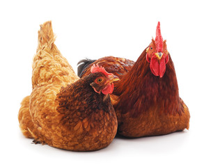 Red rooster and hen.