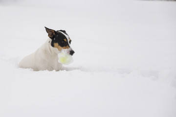 The dog plays in the snow with the ball.