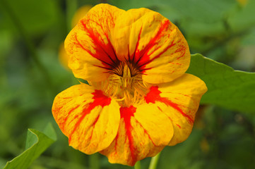 Fototapeta premium nasturtium flower