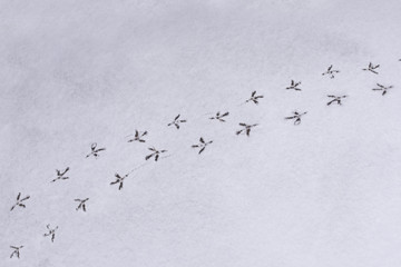 Traces of birds in the fresh snow.