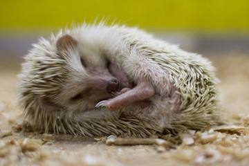 Sleeping little hedgehog