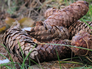 Close up of fir cones on ground