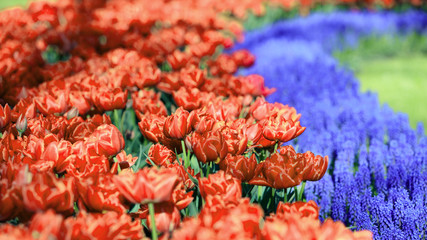 Spring in Amsterdam. Vivid tulip and hyacinth flowers in garden