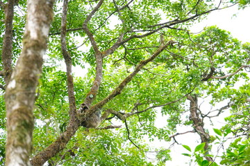 Sloth in Costa Rican jungle