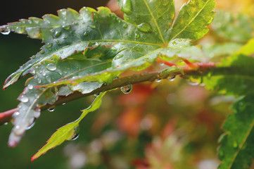 Leaves with water drops in sunlight