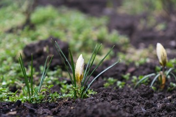 Spring flowering. Yellow and purple crocus flowers in the park. Slovakia