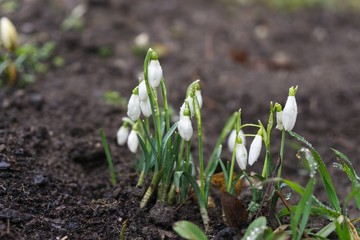 Spring flowering. Snowdrops in the park. Slovakia