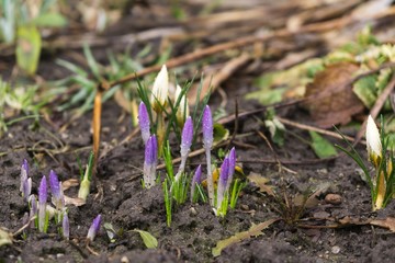 Spring flowering. Yellow and purple crocus flowers in the park. Slovakia