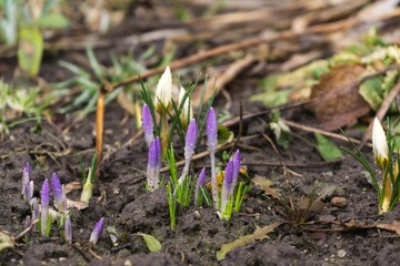 Spring flowering. Yellow and purple crocus flowers in the park. Slovakia