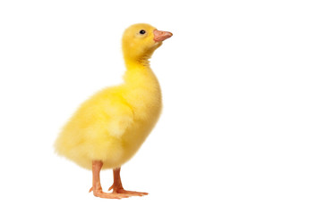 little gosling isolated on white background