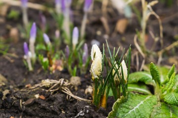 Spring flowering. Yellow and purple crocus flowers in the park. Slovakia