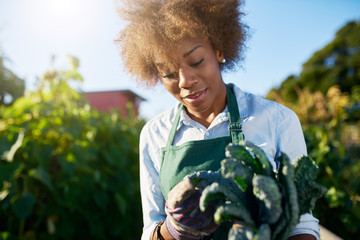 african american female gardener inspecting freshly picked kale from urban community garden
