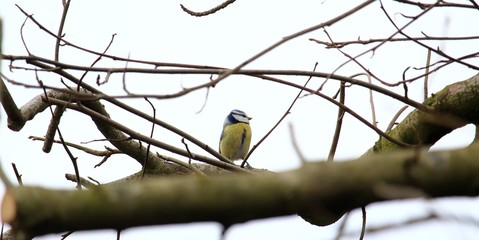 Blaumeise auf dem Ast