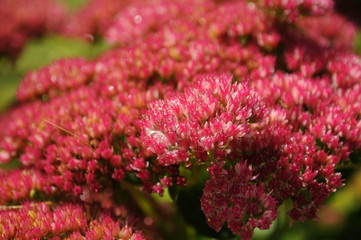 Detail of red purple flower