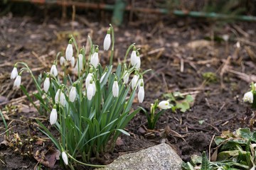 Spring flowering. Snowdrops in the park. Slovakia