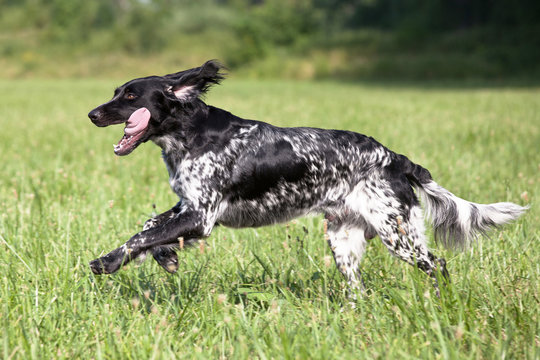 Large munsterlander dog running