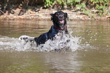 Large munsterlander dog running on water