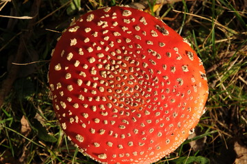 Red fly agaric in sunlight