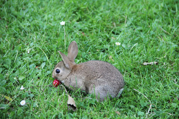 Baby rabbit in grass