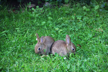 Baby rabbits in grass