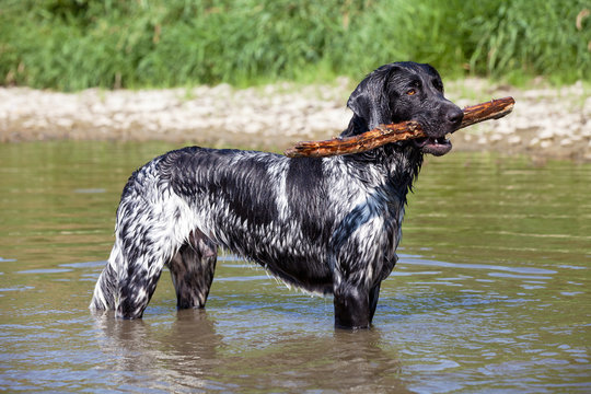 Portrait of nice large munsterlander dog on water
