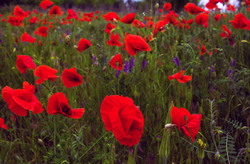 Obraz premium wild poppy flower at sunset