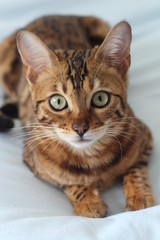 Fototapeta na wymiar Adorable portrait of a Bengal cat