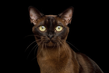 Portrait of Brown Burmese Cat with Chocolate fur color and yellow eyes Gazing on isolated black...