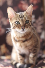 Naklejka na ściany i meble Beautiful exotic cat portrait isolated