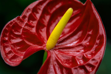 Flamingo flower close-up