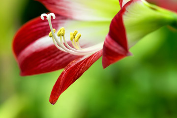 Red tropical flower