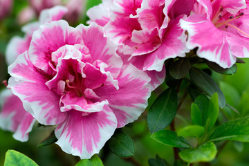 Pink azalea flowers