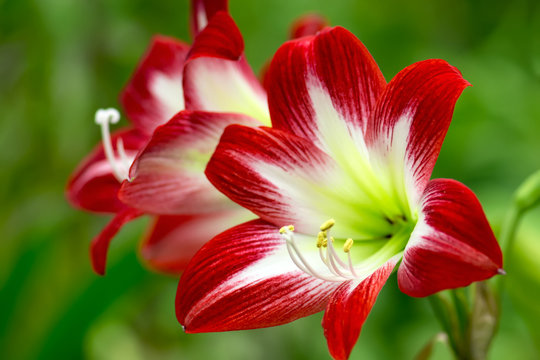 Fototapeta Red tropical flower