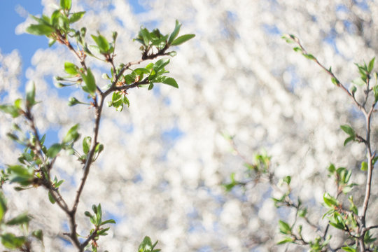 Apple tree blossom spring nature