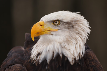 Weisskopfseeadler Portrait