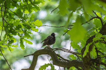 zielone tło, konar drzewa, ptak czarny z ż&oacute;łtym dzi&oacute;bkiem