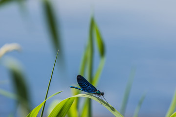 niebieska ważka na zielonej roślinie, niebieskie i zielone rozmtye tło, lato