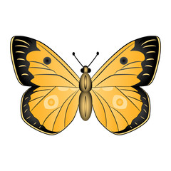 Orange  butterfly vector illustration isolated on white backgrou