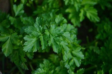 Fototapeta na wymiar Parsley, mint, dill and onion are consumed naturally and my health is beneficial