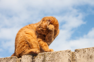 Red cat licking against the sky