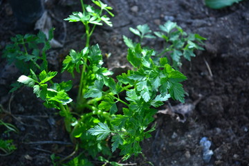 Parsley, mint, dill and onion are consumed naturally and my health is beneficial