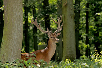 The deer in the forest watched his ears