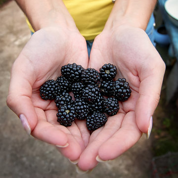 Blackberries harvest. Female hands with freshly harvested fruit. Fresh blackberry source of vitamins and macronutrients, increases immunity