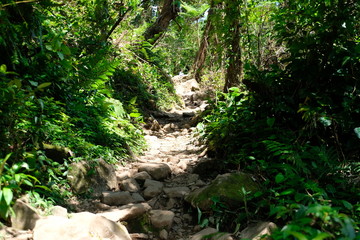 Costa Rican jungle