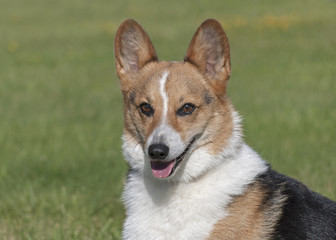 portrait of smiling tri-color male pembroke welsh corgi