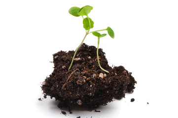 Young green sprouts close up on a white background