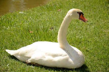 Cisne
