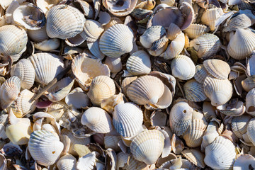 Muscheln und Schnecken an der Nordsee