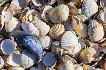 Muscheln und Schnecken an der Nordsee