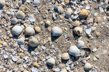 Muscheln und Schnecken an der Nordsee